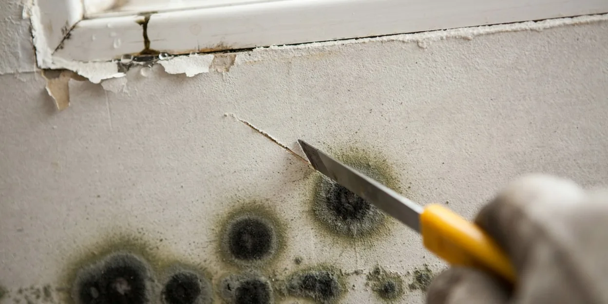 Mold removal in Bensalem, PA